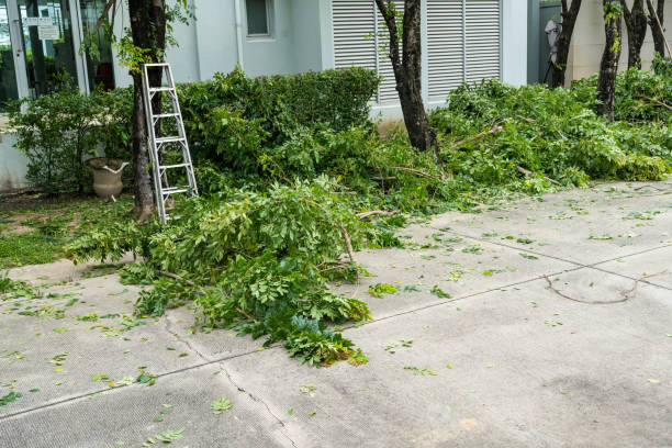 Tree Health Inspection in Byng, OK